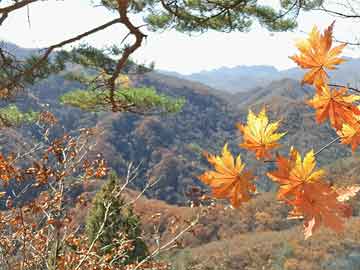 微波炉光波炉区别（微波炉 光波炉区别）